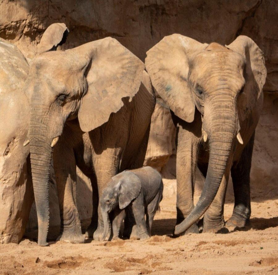 Elefantes con cría en el Bioparc Valencia